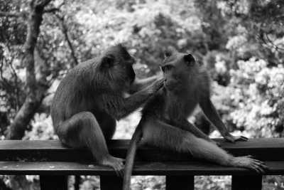 Indonesia - Ubud - Exploring the Beauty of the Bali Island in 5 days - 1