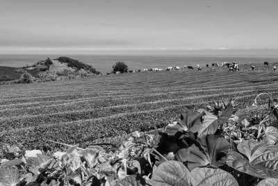 Portugal - Gorreana Tea Factory - AZORES 🚙🐳🏝️: Road Trip in SUV and Whale Watching.