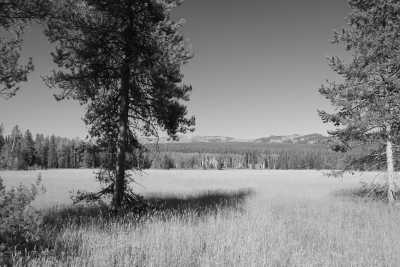 United States - Yellowstone National Park - Explore the Wonders of Yellowstone: Guided Trip in the USA's Iconic National Park - 2