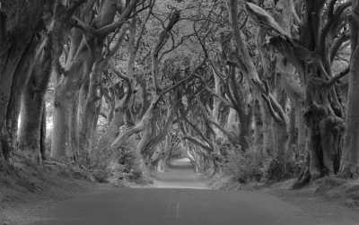 Vereinigtes Königreich - Dark Hedges Estate - Experience Game of Thrones in Northern Ireland