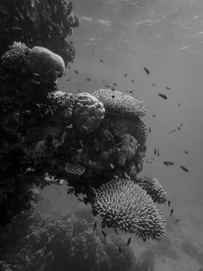 Egypt - Sharm El-Sheikh - Unveiling the Marvels of Egypt: Pyramids, Nile River Cruise, Luxor, and Red Sea Adventure - 7