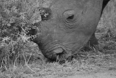 South Africa - Manyeleti Game Reserve - Südafrika: Wilde Tiere, der Krüger Nationalpark, Blyde River Canyon und Johannesburg - 3