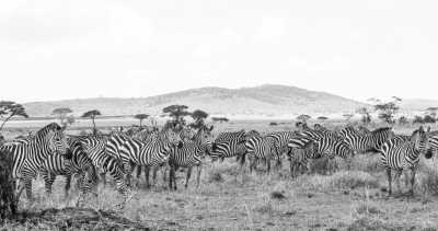 Tanzania - Serengeti National Park - Zanzibar & All big Parks in Tanzania. - 4