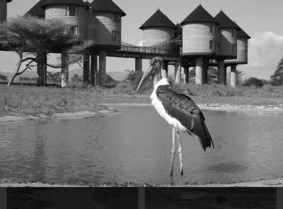 Kenia - SGR Terminus Nairobi - Enjoy a Short Safari on the footprints of Finch Hattons in Tsavo West National Park Kenya - 14