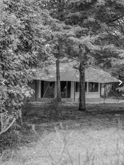 Tansania - Serval Wildlife - Serengeti Dreams: An Unforgettable Safari with Hot Air Balloon Magic - 7