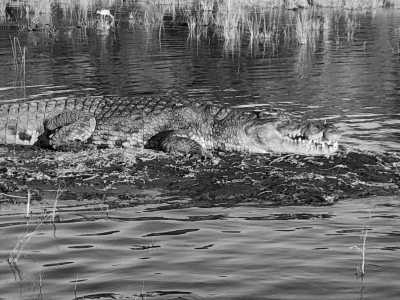 Sub-Saharan Africa - Chobe National Park - Wonders and Wildlife of Southern Africa - 3