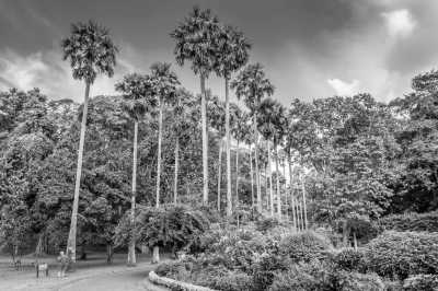 Sri Lanka - Kandy - 2 Week Sri Lanka Tuktuk Trip - 5