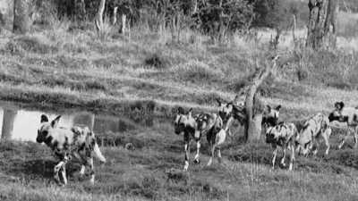 Botswana - Moremi Game Reserve - Affordable Botswana Safari Trip