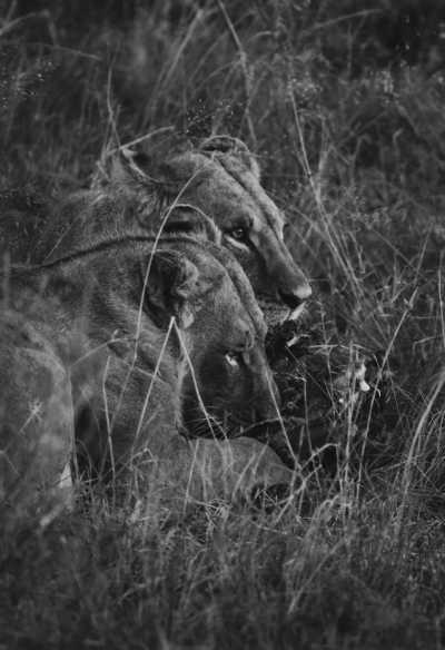 Kenya - Nairobi - Kenya Safari and Cultural Expedition - 2