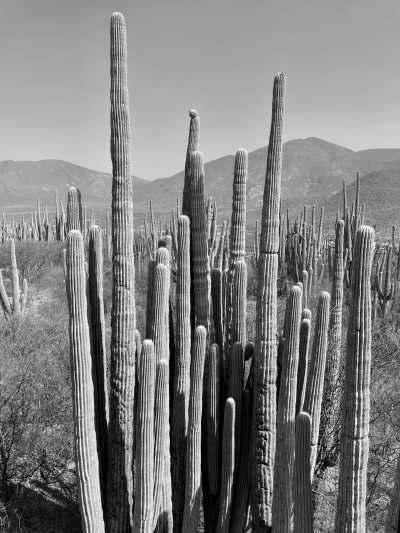 Mexico - Helia Bravo Hollis Botanical Garden - DAY OF THE DEAD AT OAXACA - 4