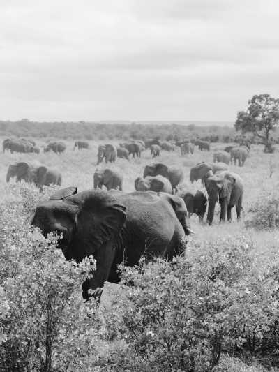 Südliches Afrika - Kruger National Park - Mystery South Africa Adventure and Culture Camping Trip - 5