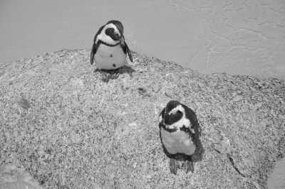 South Africa - Kapstadt - Last Minute am Kap: Das Kap, der Wein, gutes Essen und der Rooibos - 2