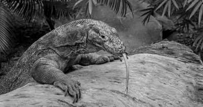 Indonesien - Komodo Island - A Sea Adventure to Komodo Island (Sailing, Pink beaches, and Komodo dragons) - 2