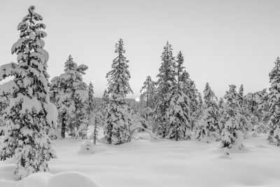 Finland - Kemi - Winter Adventure in Finland❄️ Northern Light, Snowmobile, Reindeer, Ice Floating, Icebreaker, and Santa Claus Village☃️