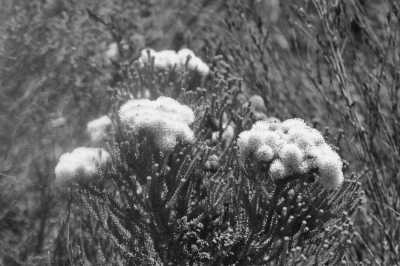 Südafrika - Montagu - Südafrika: das Kap und der Wein - Degustationsreise kurz vor Weihnachten - 1