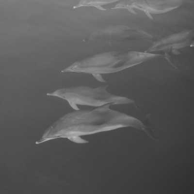 Portugal - Lajes do Pico - Azores - meet biggest whales & wild dolphins in their natural habitat  🐋