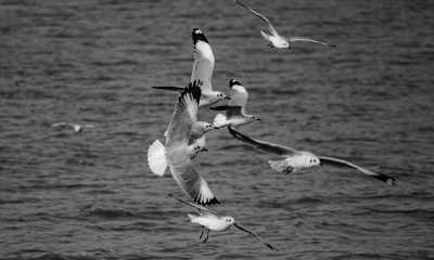 India - Chilika Lake - Memorable 10 days to cover two states of India