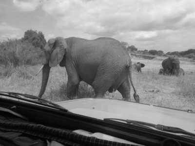 Tansania - Tarangire National Park - Discover Tanzania: 4-Day Camping Safari to Tarangire, Serengeti, & Ngorongoro Crater