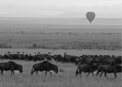 Kenya - Masai Mara National Reserve - Wild adventure in Lamu, Kenya 🐘 - Private room (fits 1 pax) - 3