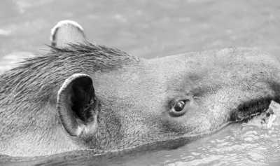 Bolivien - Parque Nacional Madidi - Work and travel in South America - Volunteer in an Animal Sanctuary in Bolivia - 8