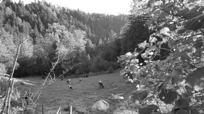 Austria - Quelltuff Gebiet Lingenau - Come Revive Your Spirits in the Austrian Alps! Nature, Culture and some Adventure - 3