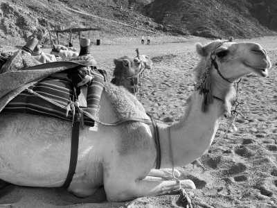 Egypt - Hurghada - Explore Incredible Diving Adventures in Egypt: Unforgettable Diving Trip - 3