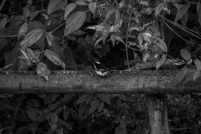 Colombia - Quebrada Valencia - Magic Santa Marta Cacao Trip - Authentic Colombia (Spanish Only)