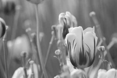 Turkey - İBB Emirgan Grove - Exploring Istanbul's Captivating Allure: Discover the City's Hidden Gems