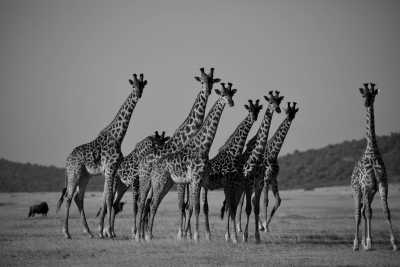 Tanzania - Serengeti National Park - 4 Day Safari Adventure in Tanzania: Serengeti, Ngorongoro, Lake Manyara, Africa - Small Group - 2