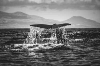 Australia - Swansea - 🐋 Winter Waves & Creative Days: A Co-Working Escape to Newcastle, Australia 🇦🇺 (PRIVATE ROOM) - 2