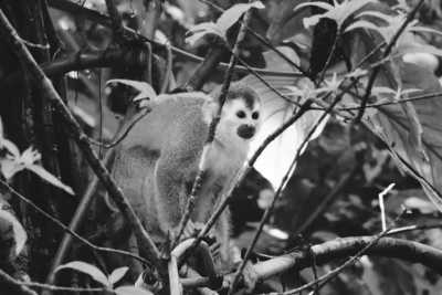 Central America - Nationalpark Manuel Antonio - Backpacking Trip nach Costa Rica und Bocas del Torró in Panama
