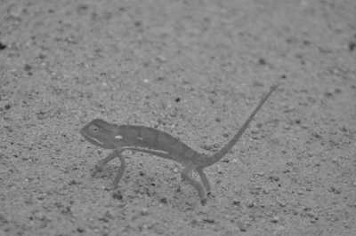 South Africa - Karoo Gariep Nature Reserve - Südafrika: das Kap, der Wein, die große und kleine Karoo, Gardenroute, garantierte Durchführung - 1