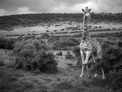 Südafrika - Albertinia - 🌞Ultimate 10-Day South Africa Road Trip🇿🇦Cape Town & The Garden Route – 🌊Adventure, Nature & Epic Vibes! - 17