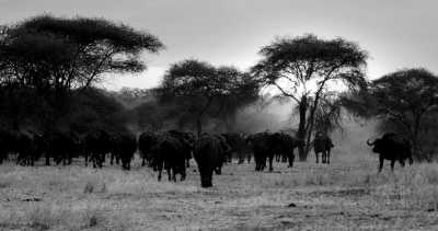 Tanzania - Tarangire National Park - Best of Tanzanian Safari 🦒