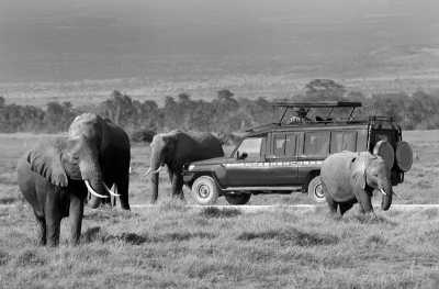 Kenia - Masai Mara National Reserve - Maasai Mara Safari: Explore Wildlife and Maasai Culture with a Local! - 3