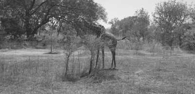 Western Africa - Fathala Wildlife Reserve - Safari Senegal Accommodation - Abenteuerreise nach Afrika - Gambia 😊 - 1