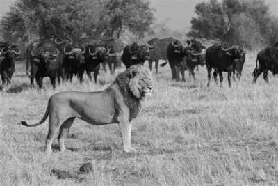 Subsahara-Afrika - Maun - Expedition Kapstadt - Namibia - Victoria Falls