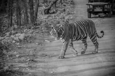 India - Ranthambore National Park - Golden Triangle of India - Ranthambhore National Park and More!