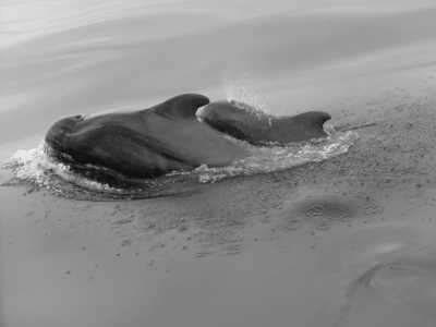 Spanien - Costa Adeje - One week Island Life 🌴 Eco Whale Watching, volcanic terrain, pass by banana plantations 🍌, crystal clear water and beautiful nature walks! - 1