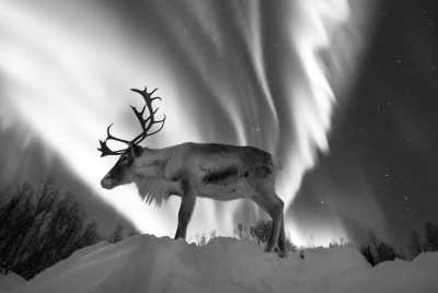 Norway - Artic Aurora 🌈 and Reindeer Glides 🦌 in Norway: Tromsø's Autumn Wonderland 🍂 - JoinMyTrip