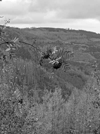 Germany - Goslar - Wanderzeit im Harz, Deutschland - 3