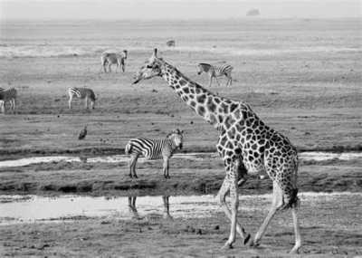 Subsahara-Afrika - Chobe National Park - Expedition Kapstadt - Namibia - Victoria Falls - 1