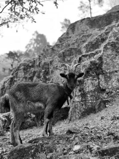 Portugal - Gerês - Experience the Monumental 👹 FRIDAY 13TH👹 at MONTALEGRE with a Local! *Shared bed room* - 3