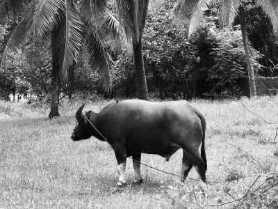 Cambodia - King Island - Natural Cambodia - 🐾 a trip that no one has ever taken ⚡ (Angkor temples, capital, jungles and relax at the Island are included!) - 5