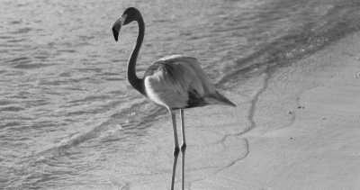 Westasien - Ras Al Khor - Adventures Of Dubai ☀️🌎