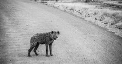 Tanzania - Ruaha National Park - Zanzibar & All big Parks in Tanzania. - 1