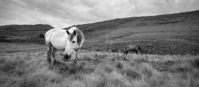 South Africa - Durban - Trip to Khotso, South Africa-Enjoy Horse Trails, Adventure and Wildlife ☀️🏇😊 - 7