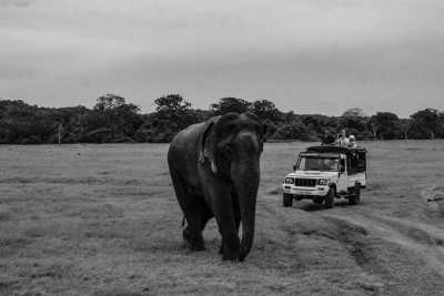 Sri Lanka - Habarana - Your Ultimate Wildlife Experience in Sri Lanka - 1