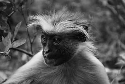 Tanzania - Jozani Forest - 8-Day Tanzania Getaway: Explore the Best of Wildlife and Nature