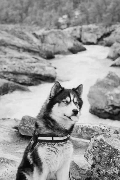 Norway - Jotunheimen nasjonalpark - Best of Norway with my huskies 🐾⛰️ | Jotunheimen, Fjords & Valleys | Hiking trip - 3